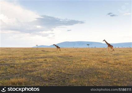 animal, nature and wildlife concept - giraffes in maasai mara national reserve savannah at africa. giraffes in savannah at africa