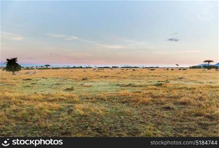 animal, nature and wildlife concept - group of different herbivore animals in maasai mara national reserve savannah at africa. group of herbivore animals in savannah at africa