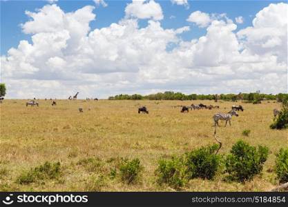 animal, nature and wildlife concept - group of different herbivore animals in maasai mara national reserve savannah at africa. group of herbivore animals in savannah at africa