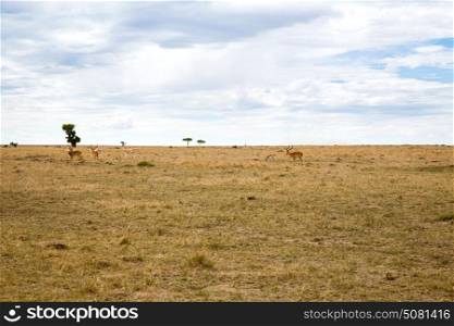 animal, nature and wildlife concept - group of gazelles grazing in maasai mara national reserve savannah at africa. group of gazelles grazing in savannah at africa