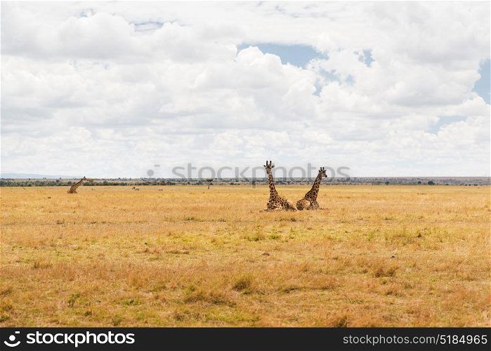 animal, nature and wildlife concept - group of giraffes in maasai mara national reserve savannah at africa. group of giraffes in savannah at africa
