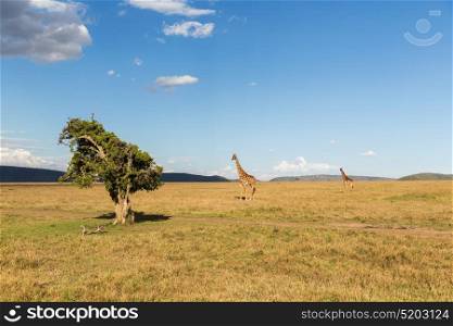 animal, nature and wildlife concept - group of giraffes in maasai mara national reserve savannah at africa. giraffes in savannah at africa
