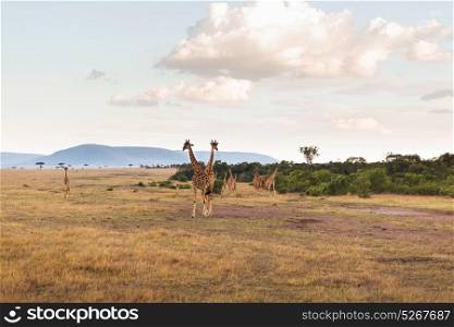 animal, nature and wildlife concept - group of giraffes in maasai mara national reserve savannah at africa. group of giraffes in savannah at africa
