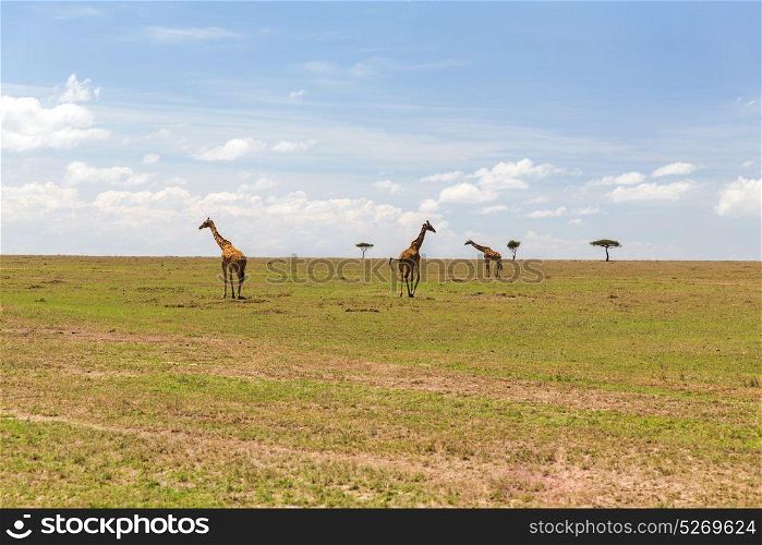 animal, nature and wildlife concept - group of giraffes in maasai mara national reserve savannah at africa. giraffes in savannah at africa