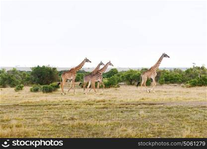 animal, nature and wildlife concept - group of giraffes walking along maasai mara national reserve savannah at africa. group of giraffes walking along savannah at africa