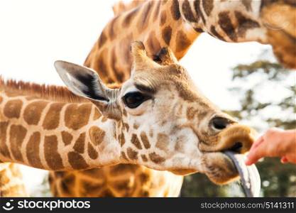 animal, nature and wildlife concept - hand feeding giraffe in africa. hand feeding giraffe in africa