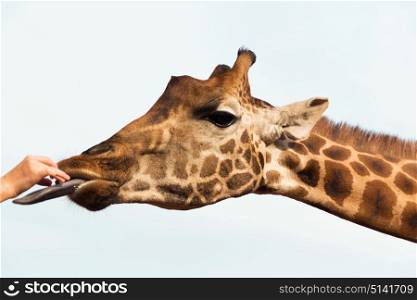 animal, nature and wildlife concept - hand feeding giraffe in africa. hand feeding giraffe in africa