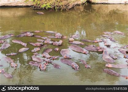 animal, nature and wildlife concept - herd of hippos swimming in maasai mara national reserve river at africa. herd of hippos swimming in mara river at africa