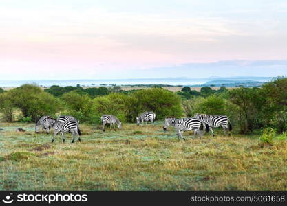 animal, nature and wildlife concept - herd of zebras grazing in maasai mara national reserve savannah at africa. herd of zebras grazing in savannah at africa