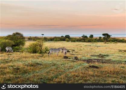 animal, nature and wildlife concept - herd of zebras grazing in maasai mara national reserve savannah at africa. herd of zebras grazing in savannah at africa