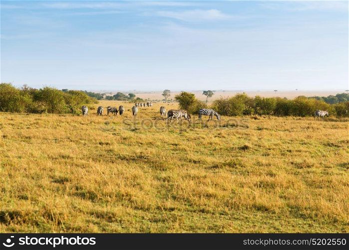 animal, nature and wildlife concept - herd of zebras grazing in maasai mara national reserve savannah at africa. herd of zebras grazing in savannah at africa