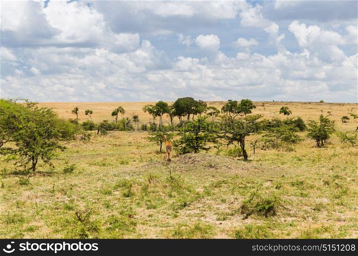 animal, nature and wildlife concept - impala or antelope with calf grazing in maasai mara national reserve savannah at africa. impala or antelope with calf in savannah at africa