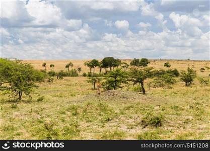 animal, nature and wildlife concept - impala or antelope with calf grazing in maasai mara national reserve savannah at africa. impala or antelope with calf in savannah at africa