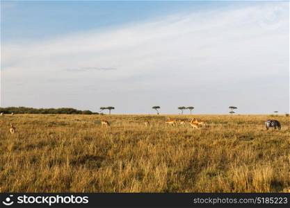 animal, nature and wildlife concept - impala or antelopes female herd grazing in maasai mara national reserve savannah at africa. impala or antelopes grazing in savannah at africa