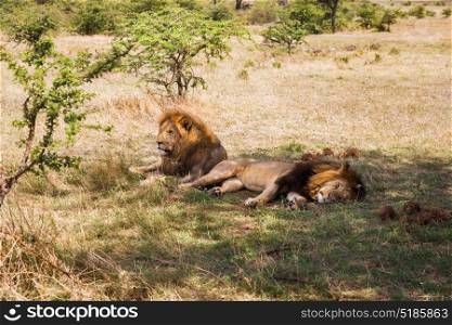 animal, nature and wildlife concept - male lions resting in maasai mara national reserve savannah at africa. male lions resting in savannah at africa