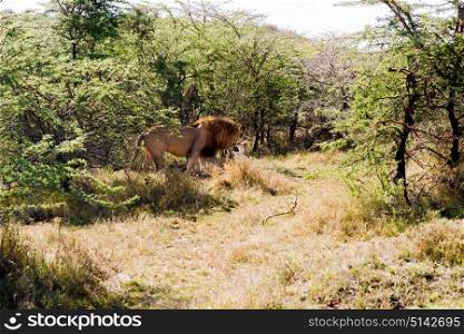 animal, nature and wildlife concept - pride of lions resting in maasai mara national reserve savannah at africa. pride of lions resting in savannah at africa