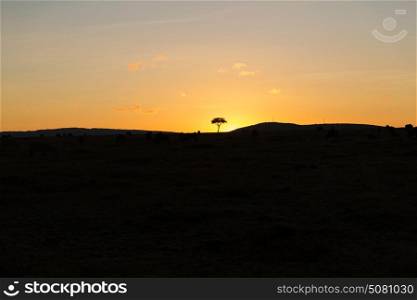 animal, nature and wildlife concept - sunset in maasai mara national reserve savannah at africa. sunset in savannah at africa