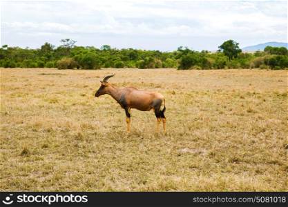 animal, nature and wildlife concept - topi antelope grazing in maasai mara national reserve savannah at africa. topi antelope grazing in savannah at africa