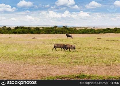 animal, nature and wildlife concept - warthogs fighting in maasai mara national reserve savannah at africa. warthogs fighting in savannah at africa