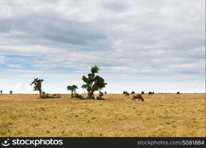 animal, nature and wildlife concept - wildebeests grazing in maasai mara national reserve savannah at africa. wildebeests grazing in savannah at africa