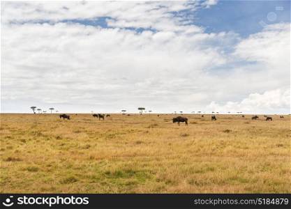animal, nature and wildlife concept - wildebeests grazing in maasai mara national reserve savannah at africa. wildebeests grazing in savannah at africa