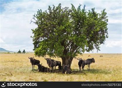animal, nature and wildlife concept - wildebeests grazing under tree in maasai mara national reserve savannah at africa. wildebeests grazing in savannah at africa