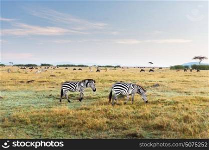 animal, nature and wildlife concept - zebras and other herbivores grazing in maasai mara national reserve savannah at africa. zebras and other animals in savannah at africa