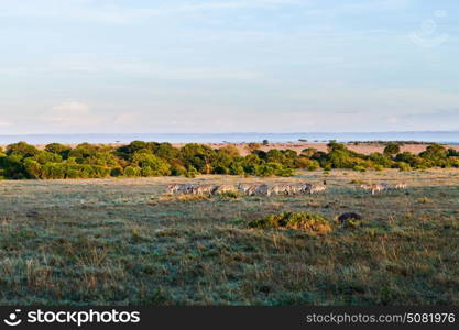 animal, nature and wildlife concept - zebras herd grazing in maasai mara national reserve savannah at africa. zebras herd grazing in savannah at africa