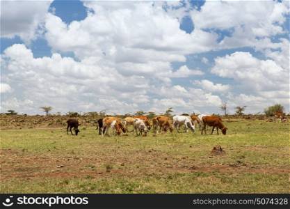 animal, nature, cattle and wildlife concept - herd of cows grazing in savannah at africa. herd of cows grazing in savannah at africa