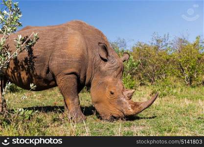 animal, nature, fauna and wildlife concept - rhino grazing in savannah at africa. rhino grazing in savannah at africa