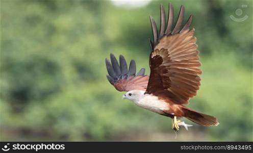 animal ornithology bird eagle kite