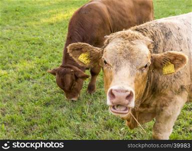 Animal portrait with a young german bull caught with the mouth open, chewing hay