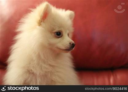 animal puppy pomeranian dog mammal