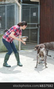 animal shelter volunteer feeding the dogs