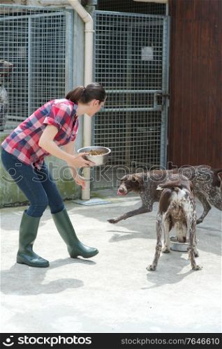 animal shelter volunteer feeding the dogs