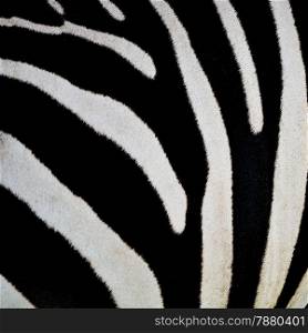 Animal skin, Common Zebra or Burchell&rsquo;s Zebra (Equus burchelli) skin, striped background texture