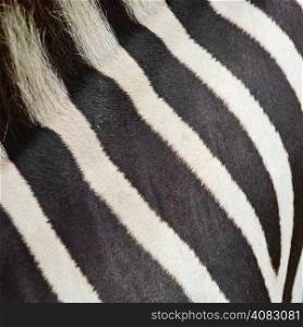 Animal skin, Common Zebra or Burchell&rsquo;s Zebra (Equus burchelli), striped background texture