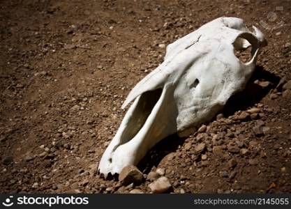 animal skull on the ground. animal skull