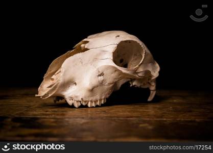 Animal skull on wooden surface