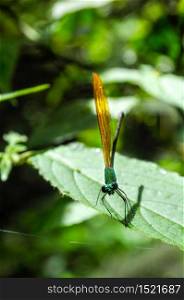 Animal Theme: Beautiful tropical dragonfly : Clear-winged Forest Glory (Vestalis gracilis). Indonesia