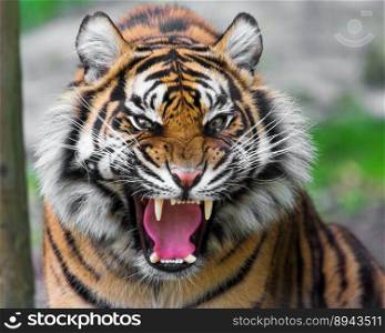 animal tiger mammal wildlife