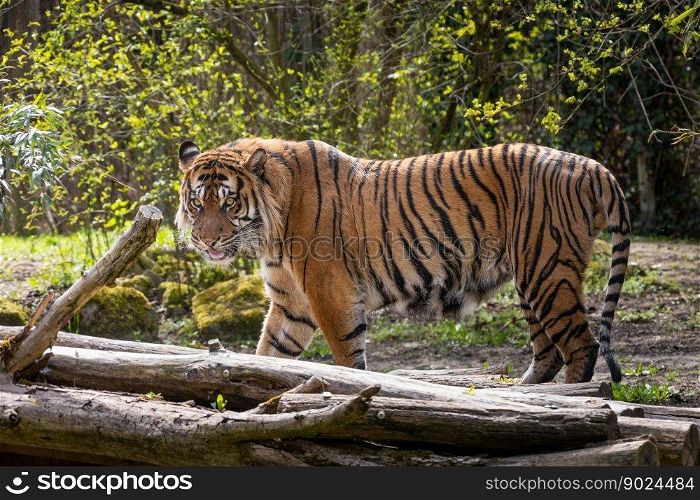 animal tiger wildlife species
