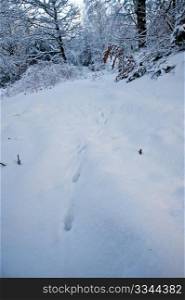 Animal tracks in the snow