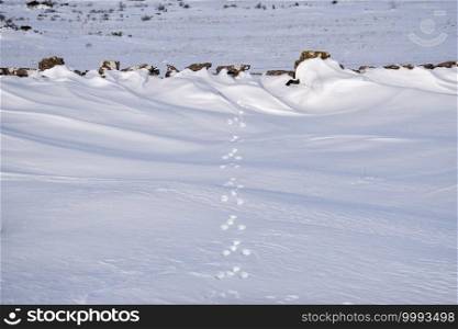 Animal tracks in the snow by an old dry stone wall by Stora Alvaret, a World Heritage site in Sweden