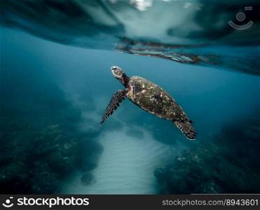 animal turtle aquatic diving