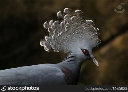 animal victoria crowned pigeon bird