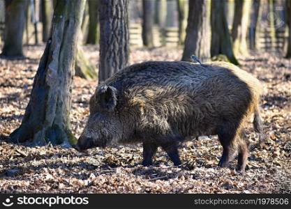 Animal - wild boar in the wild.