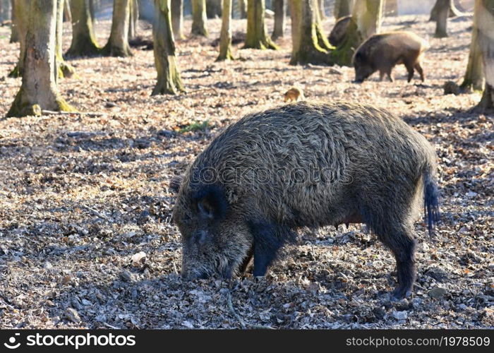 Animal - wild boar in the wild.