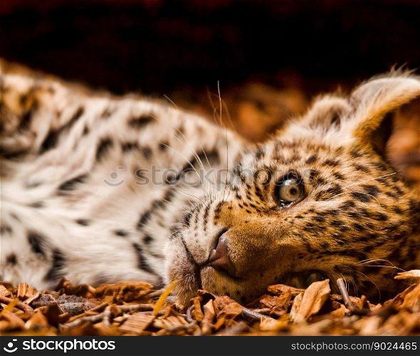 animal wildlife cheetah cat