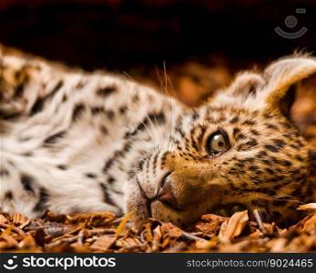 animal wildlife cheetah cat